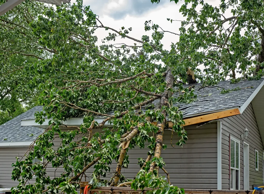 roof damaged by tree falling from a storm central il